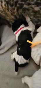 Briar x Jordy male 1 