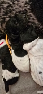 Briar x Jordy, female 4 