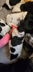 Briar x Jordy, female 6 