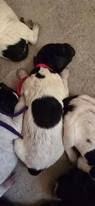 Briar x Jordy female 1 