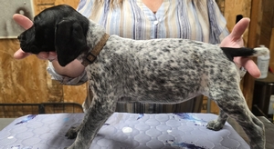 Briar x Jordy, female 5 