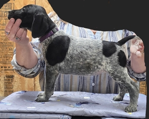 Briar x Jordy female 2 