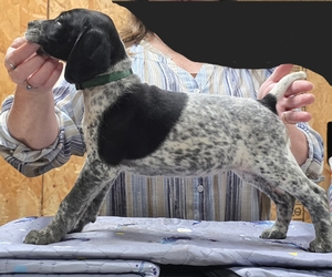 Briar x Jordy, female 3 
