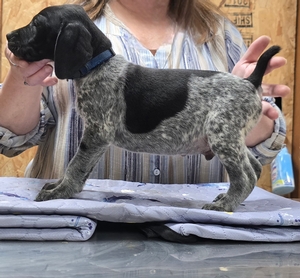 Briar x Jordy male 2 