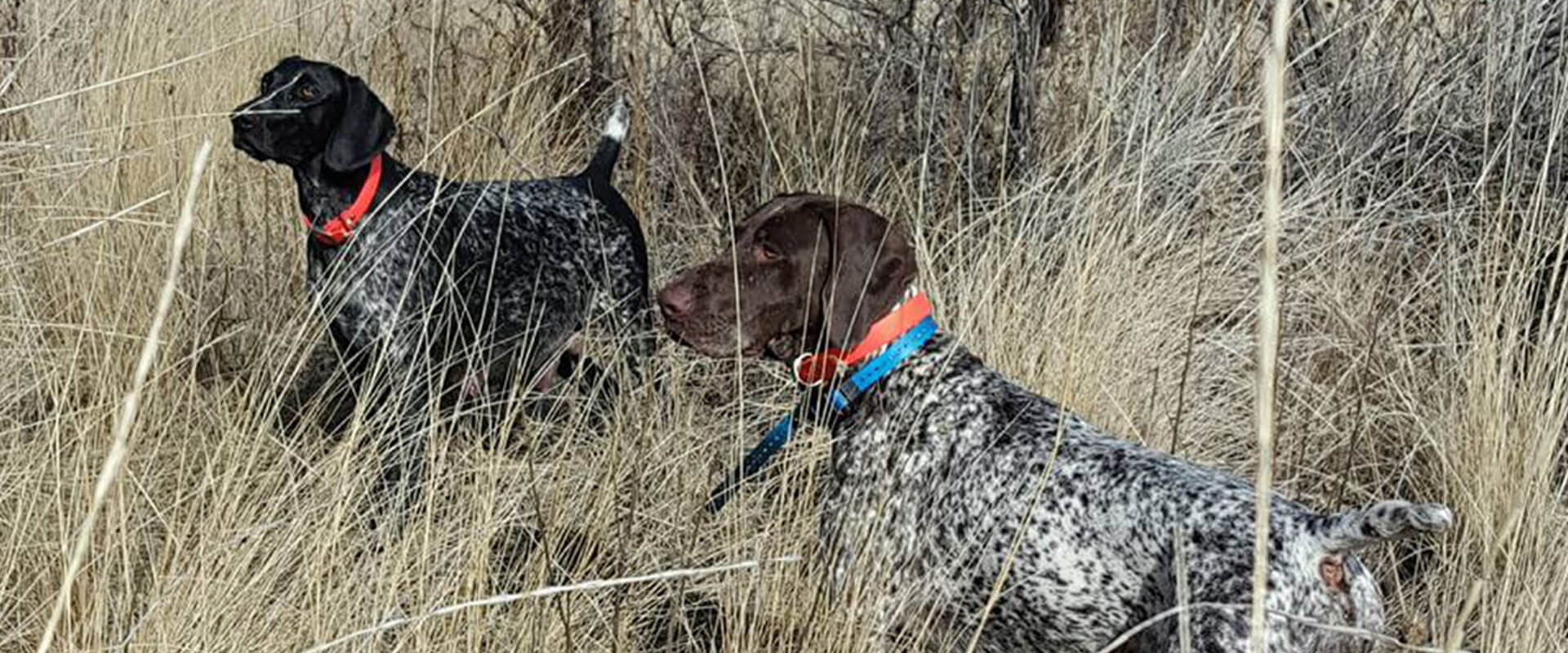 Calvert Kennels - Photo Gallery