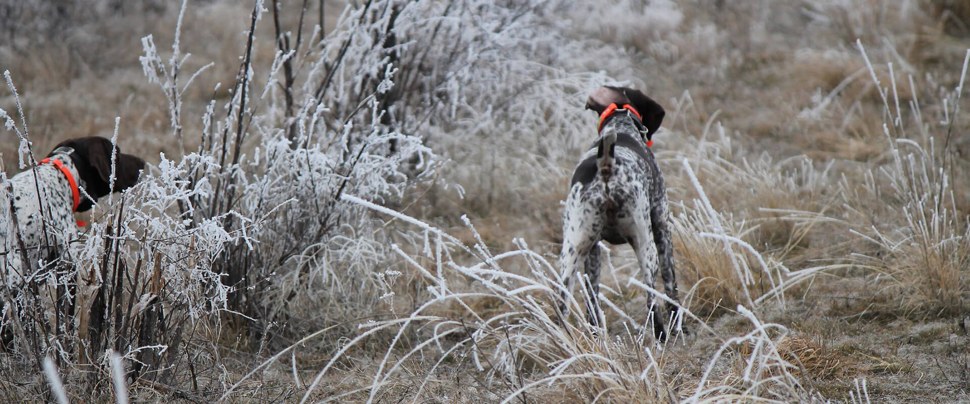 Calvert Kennels - Testimonials Calvert Kennels - Testimonials